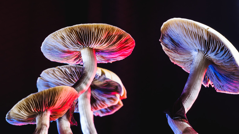 Magic mushrooms