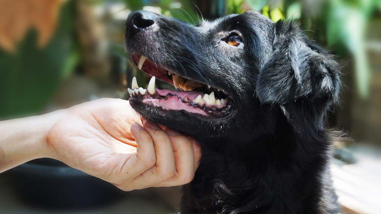 Hand scratching dog's chin